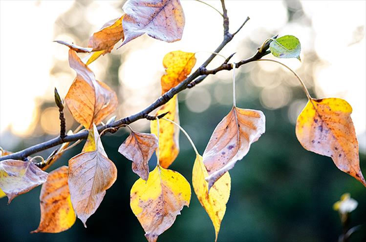 It's here ... Leaves change color in the Mission Valley as fall weather sets in.