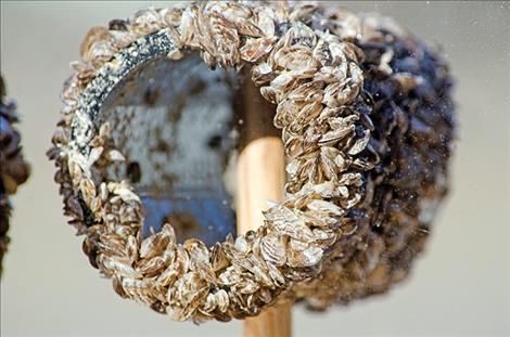 Damaging invasive mussels obliterate a pipe used to demonstrate their tenacity and potential danger to Flathead Lake.