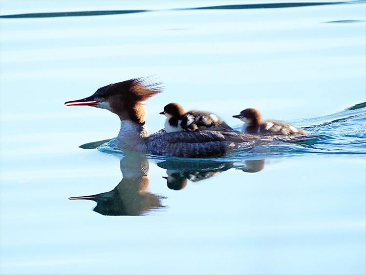 Common Merganser chicks