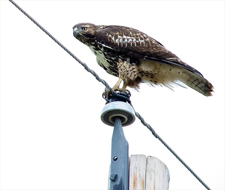 Hawk eye: A juvenile red-tailed hawk searches for a bite to eat from his perch atop a power pole.