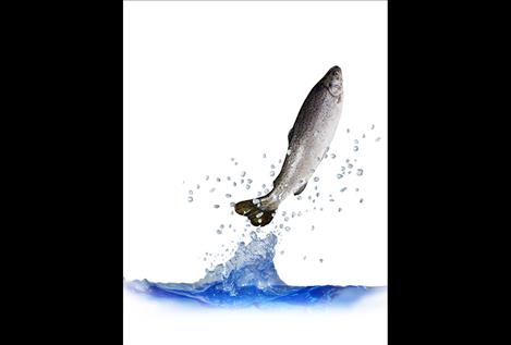 Flathead Lake trout populations change in response to restoration efforts