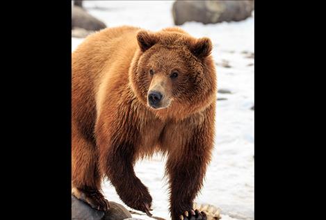 Montana grizzly bear.