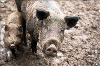 Invasive feral swine pose potential disaster in Montana