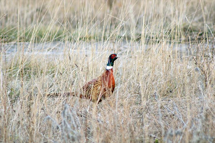 Camera ready: Dressed in dramatic colors, the ring-necked pheasant measures approximately three feet in length with its tail taking up half that measure.