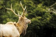 Montana records first suspected case of CWD in wild elk