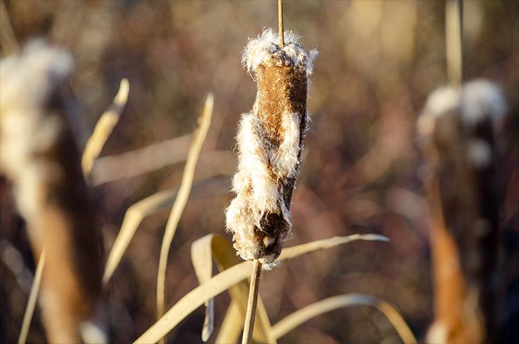 Cattail aglow