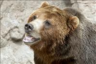 Grizzly bear advisory council struggles with ‘herculean’ challenge