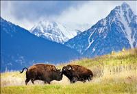 Daines bill would return Bison Range to CSKT