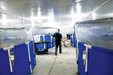 Inside the barn, six Walmart  swimming pools house thousands of shrimp in various stages of development.