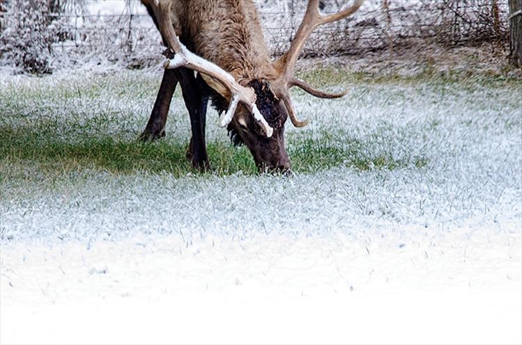 Cold lunch: A bull elk finds a patch of green at the Bison Range.