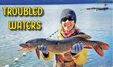 FWP fish culture specialist Tricia Cycz holds a northern pike caught at the Lake Mary Ronan salmon hatchery.