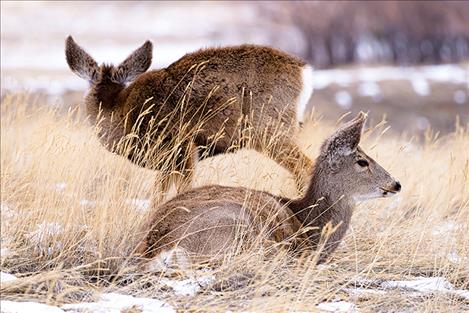 Mule deer