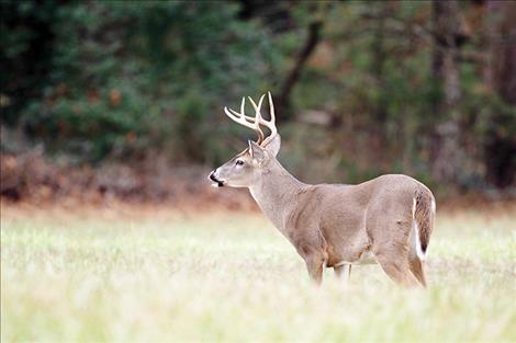 Chronic wasting disease has spread throughout the state faster than wildlife officials had expected. Of the 142 deer, elk and moose that tested positive, 86 were white-tailed deer, like the buck pictured above.