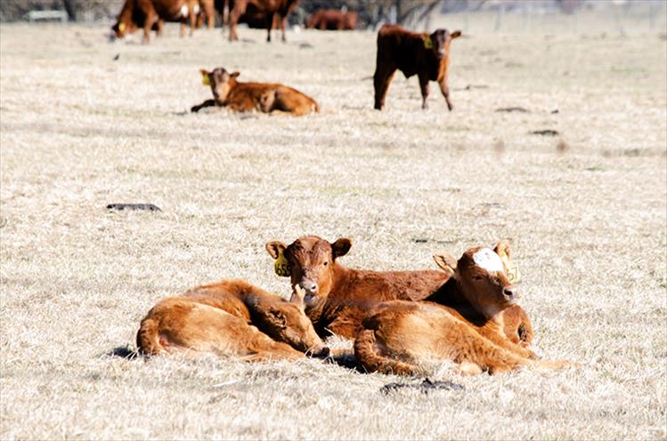 Signs of spring: With spring approaching, baby calves are popping up regularly in Mission Valley pastures.