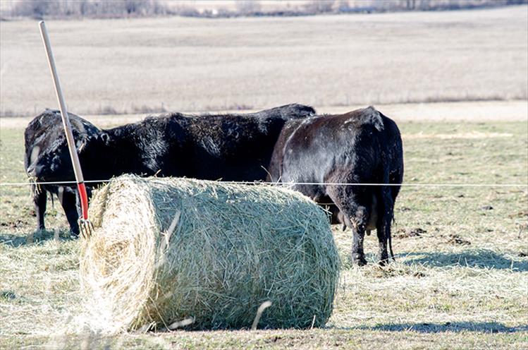 Lunch time: Cows in St. Ignatius