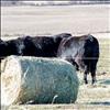 Lunch time: Cows in St. Ignatius
