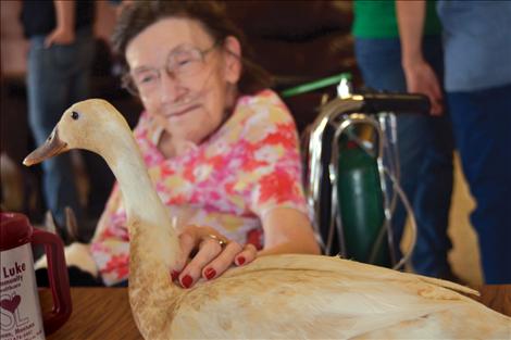 Sheena Lamach strokes the feathers of a three-time grand-champion Indian Runner duck.