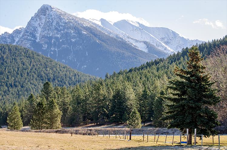 Green and white: Green tree tops and white mountain tops herald the spring season.