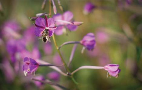 The Lake County Conservation District is looking for landowners interested in establishing a pollinator garden to participate in a site preparation study.