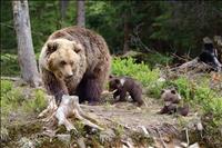 As bears emerge from dens, public reminded to secure attractants
