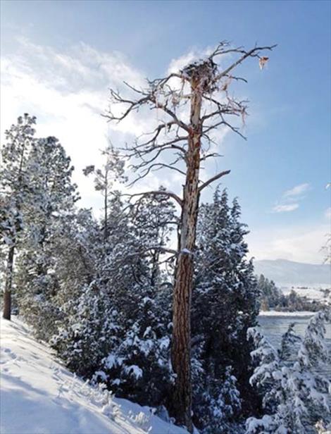  An osprey nest is tangled with twine, located on the Flathead River. 