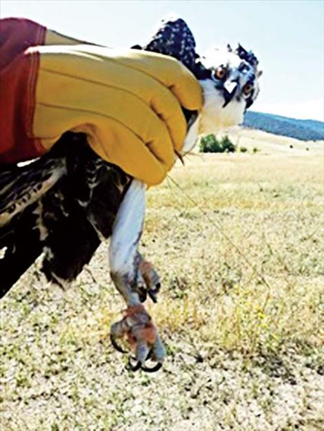 An Osprey captured by the CSKT Tribal Wildlife Program needed to be rehabilitated to remove twine and for an examination. The bird was successfully released.