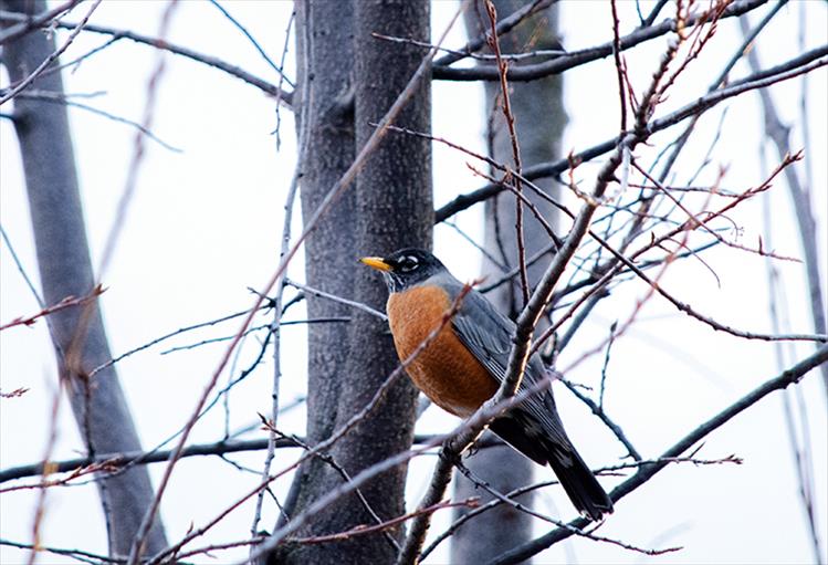 Bird watching: Come rain, sun or snow, birds are getting ready for their busy season.