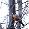 Bird watching: Come rain, sun or snow, birds are getting ready for their busy season.