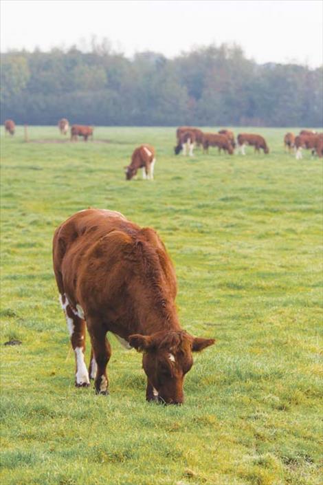 Pandemic prices could shutter Montana ranches