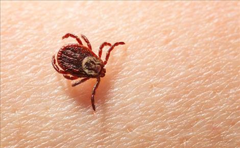 Ticks are out on the Flathead Reservation and are found in grassy or brushy habitat.
