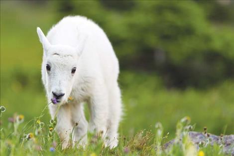 aby wild animals are cute, and it's tempting to want to pick them up, especially if they  appear to be alone, but human contact is harmful to them. 