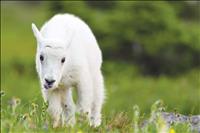 CSKT asks public to keep wildlife wild