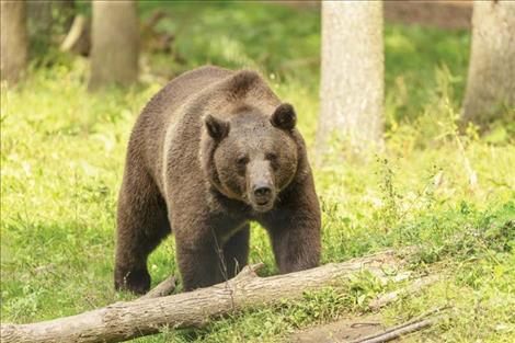 Grizzly bears don't like to be surprised by human activity. People should be prepared when recreating by carrying bear spray, traveling in groups and making noise to avoid surprising them.