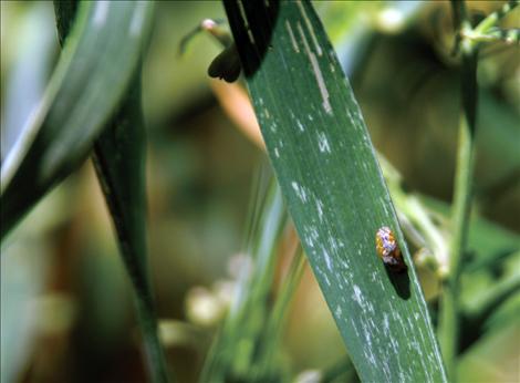 Wheat producers need to check for cereal leaf beetles that could be causing damage to their crops.