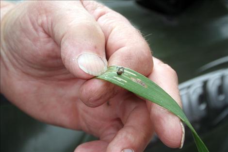 After spraying his fields for cereal beetles, St. Ignatius farmer George Biggs finds a dead one.