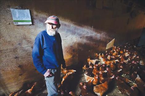 Hugh Spencer, a 68-year-old poultry farmer near Plains, Mont., checks on one of his three chicken barns where he raises about 6,000 chickens for egg production.