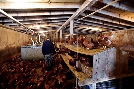 Poultry farms of Spencer’s size, his farm is home to about 6,000 chickens, are a rare bird in the United States.