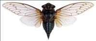 What’s this buzz about cicadas?
