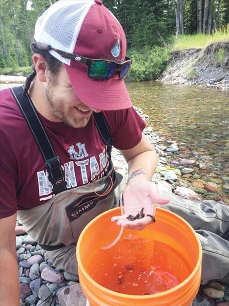 FLBS summer intern Grant Marshall collects stonefly specimens from the alluvial aquifer beneath the Nyack floodplain outside Glacier National Park.