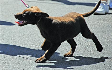 A chocolate lab puppy enjoys the parade.