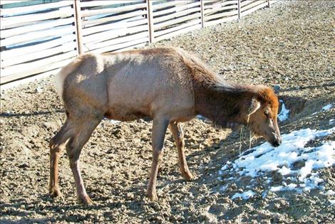 An elk in Wyoming tests positive for Chronic Wasting Disease.