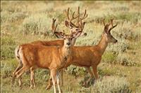 Hunters speculate on this year’s velvet deer              