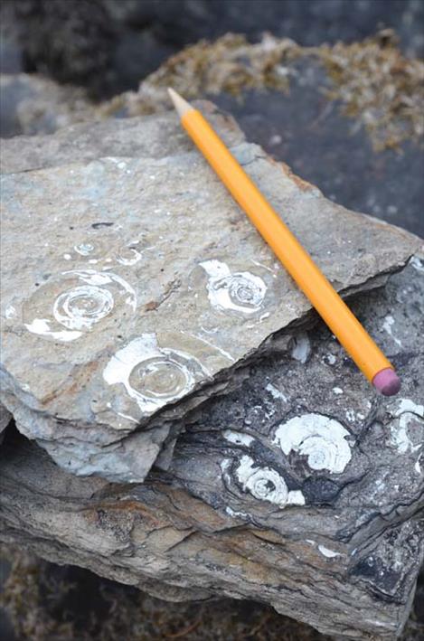 White snail fossils exposed in a rock, with a pencil for scale.