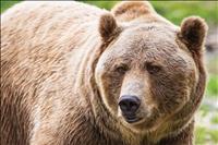 $250,000 grant to continue addressing grizzly-human conflicts