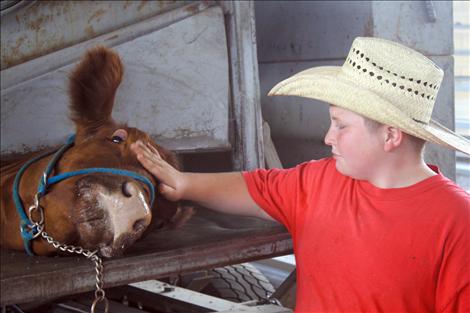 Cody Guenzler comforts his cow Tony while she gets a pedicure. 