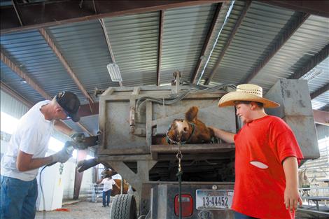 Cody Guenzler comforts his cow Tony while she gets a pedicure. This workshop is one of the many Mitchell helped facilitate.