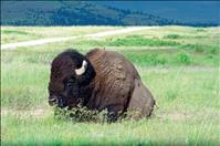 CSKT announces emergency National Bison Range regulations 