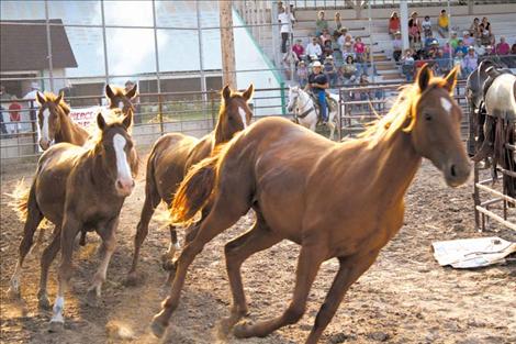 Five 2-year-old horses donated for the event by Lonnie Metzger make their way around the arena. This gave the trainers an opportunity to choose the animal most suited to their training techniques.