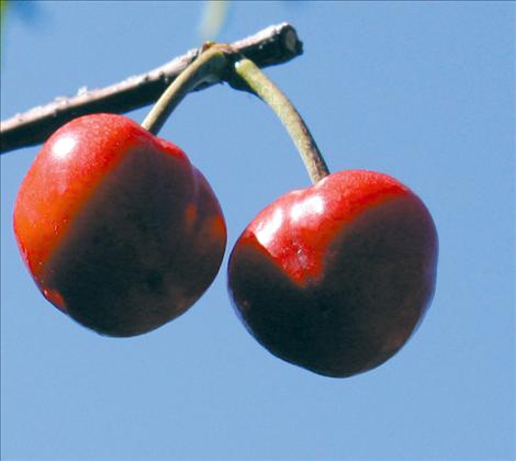 Cherries ripen in the summer sunshine.