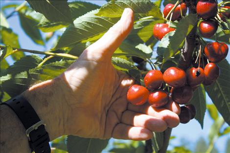 Orchard owner and operator Dick Beighle inspects his crop just days before harvest. Beighle expects this year’s crop to be a good one despite an unseasonal frost early in the growing season.